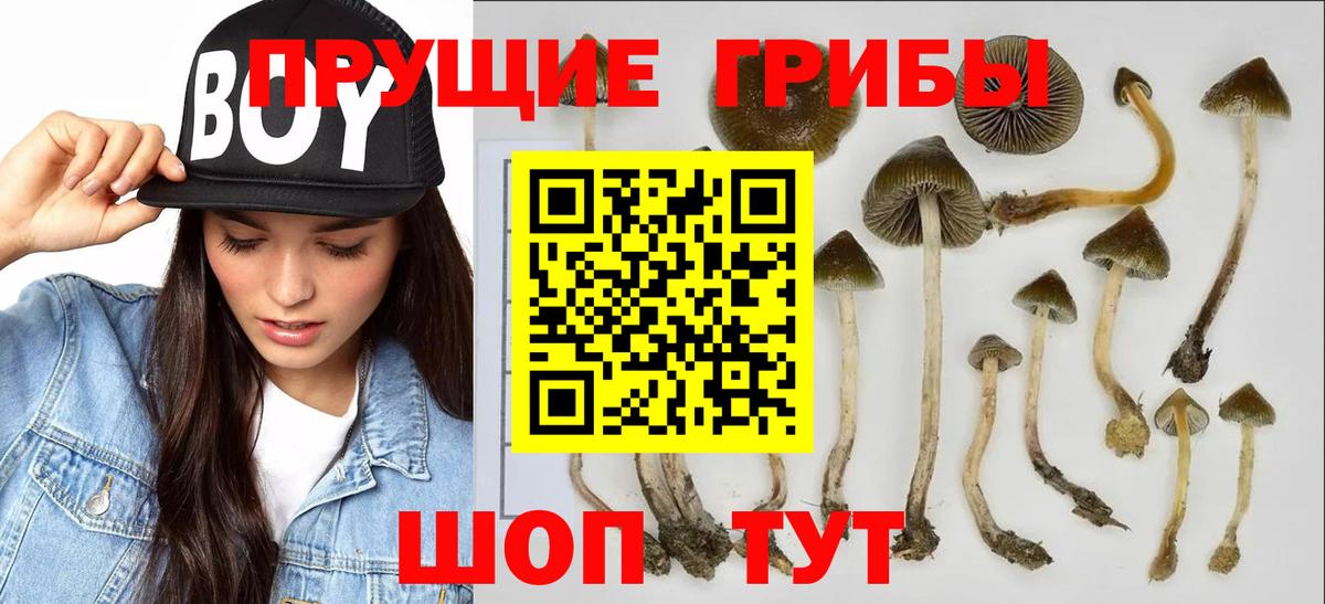 Новороссийск  Псилоцибиновые грибы Magic Shrooms  Вход с VPN 